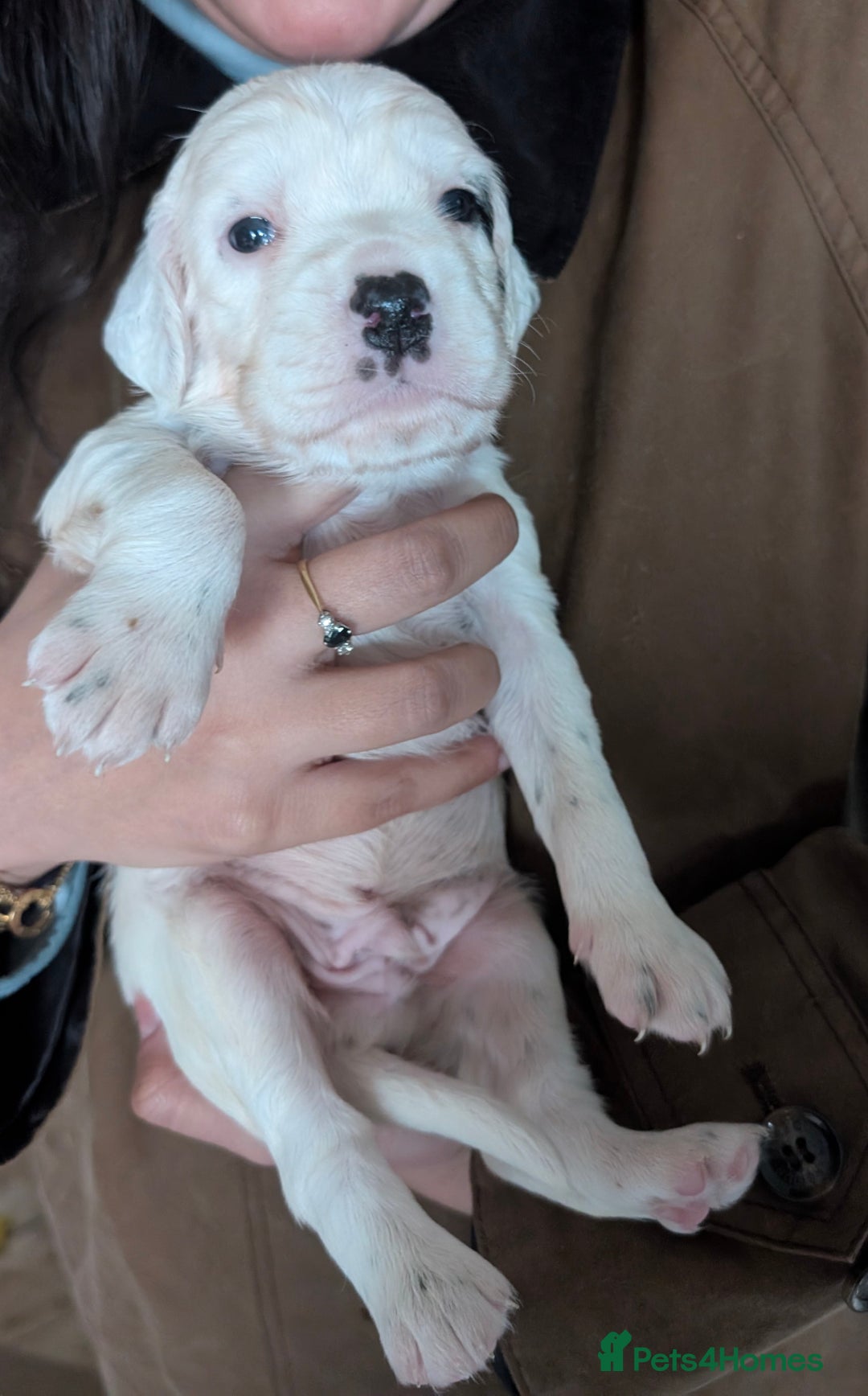 English Setter dogs for sale: English setters - Advert 10