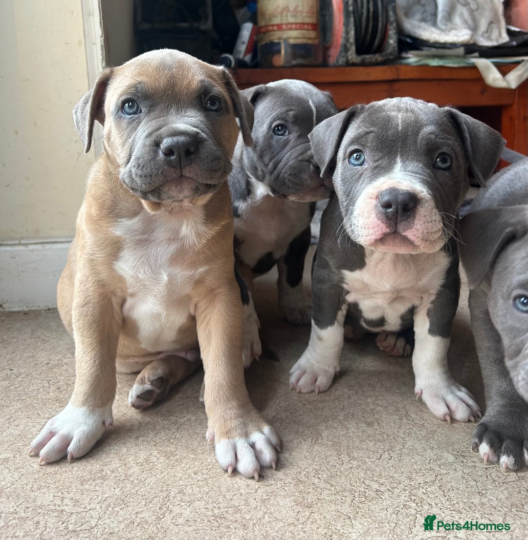 Bulldog Basset Cross Puppies For Sale Bully Basset Basset Hound