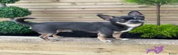 Chihuahua dogs for sale: Kc registered Lilac chihuahua pups  - Advert 2