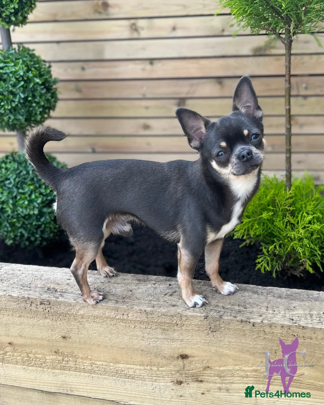 Chihuahua dogs for sale: Kc registered Lilac chihuahua pups  - Advert 2