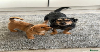 Mixed Breed dogs - Advert 6