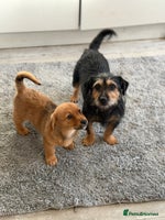 Mixed Breed dogs - Advert 4