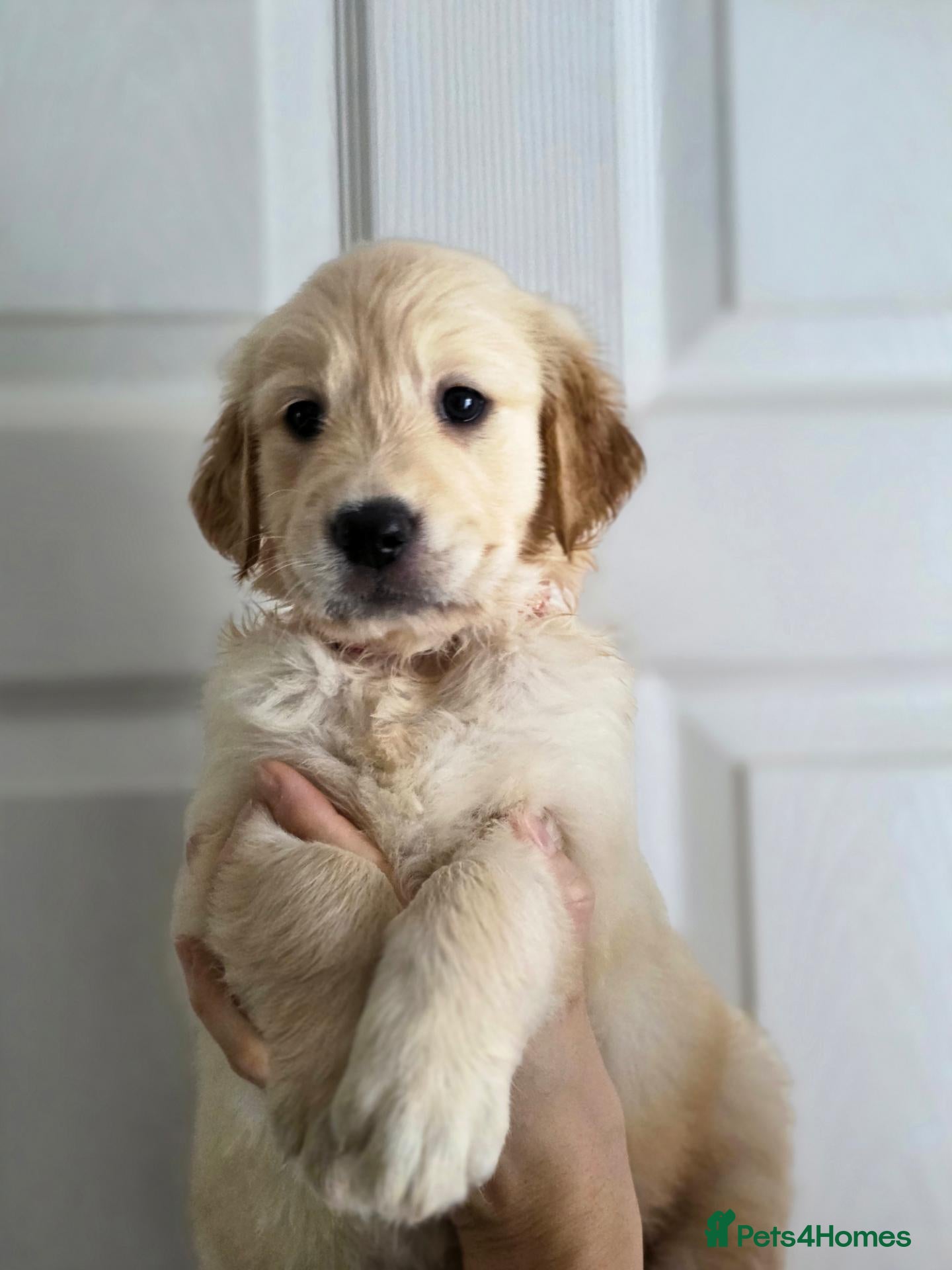 Golden Retriever dogs Golden retriever  - Advert 6