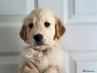 Golden Retriever dogs Golden retriever - Advert 6