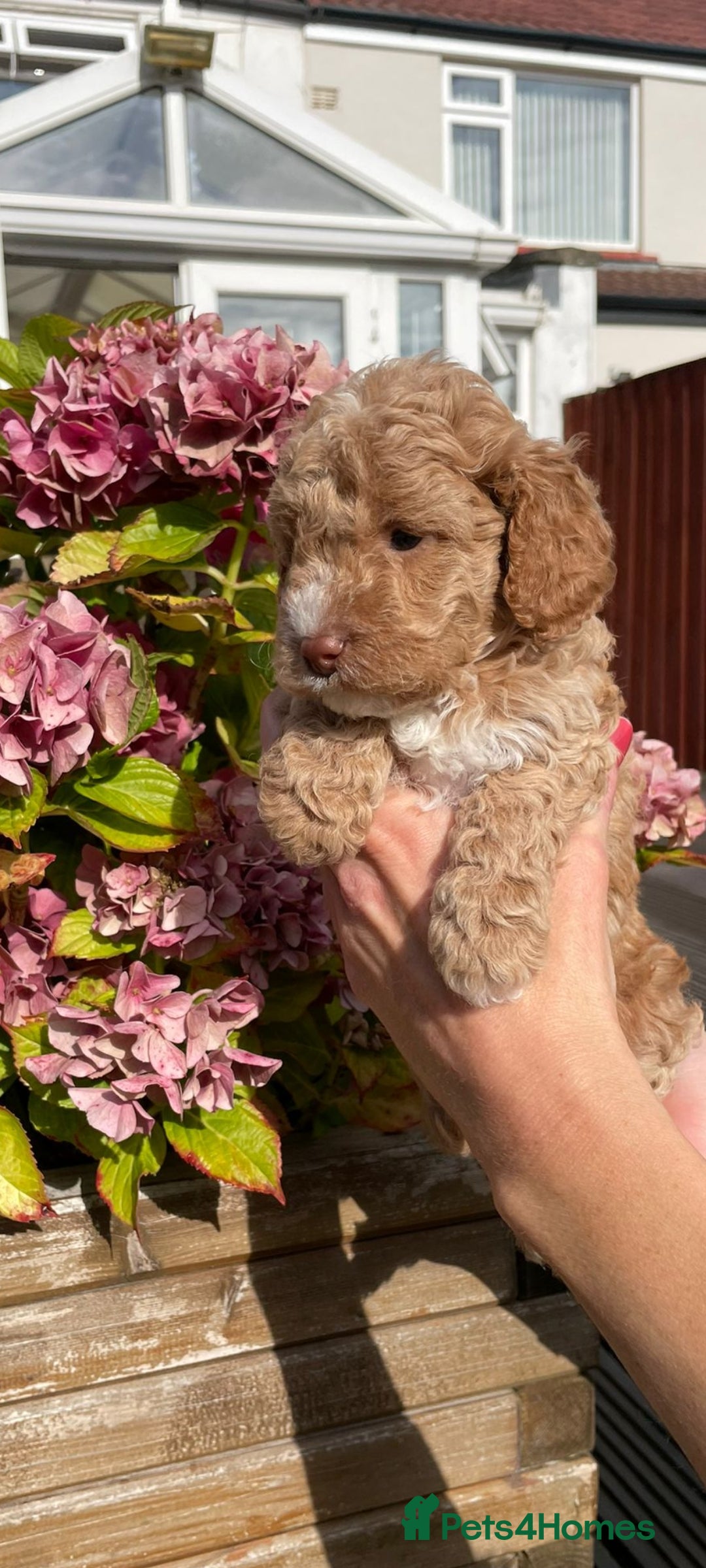 Cockapoo dogs for sale: Beautiful cockapoo puppies - Image 13