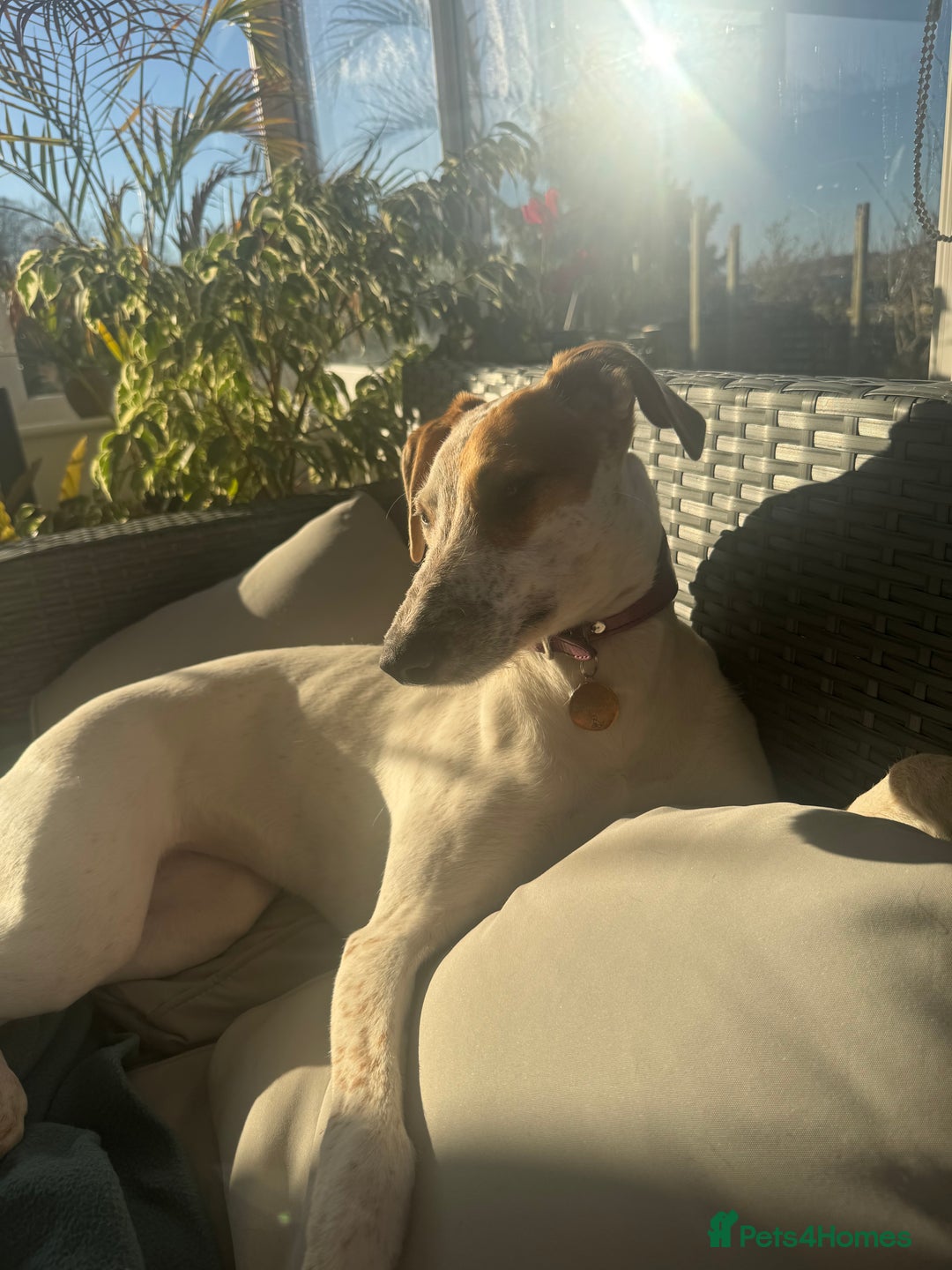 Lurcher dogs for sale: Litter of fabulous Lurchers - Image 11
