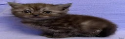 British Shorthair cats for sale: British shorthair X Persian kittens  - Advert 7