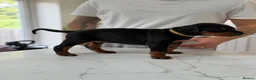 Dobermann dogs for sale: European Doberman puppies! - Advert 22
