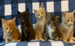 Maine Coon cats for sale: Beautiful Maine Coon Kitten - Champion Lines - Image 4