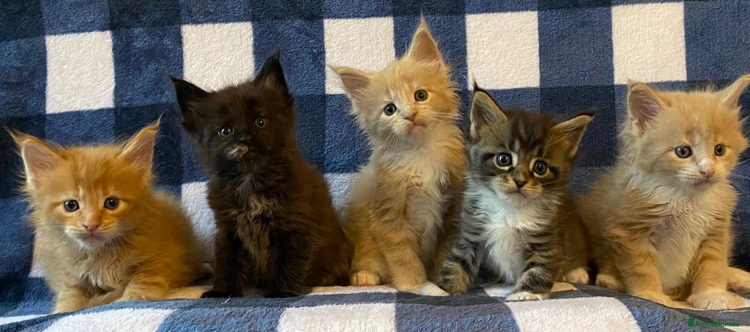 Maine Coon cats for sale: Beautiful Maine Coon Kitten - Champion Lines - Image 4