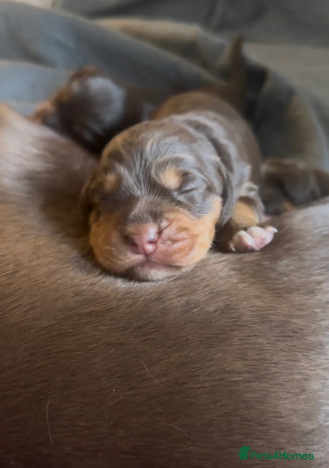 Cocker Spaniel dogs for sale: Chocolate and Tri Colour Working Cocker Spaniels - Advert 1