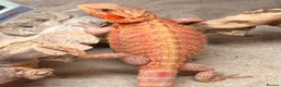 Bearded Dragon reptiles for sale: High Citrus, Tiger , Hypo, GS, Dunner, Trans  - Advert 6