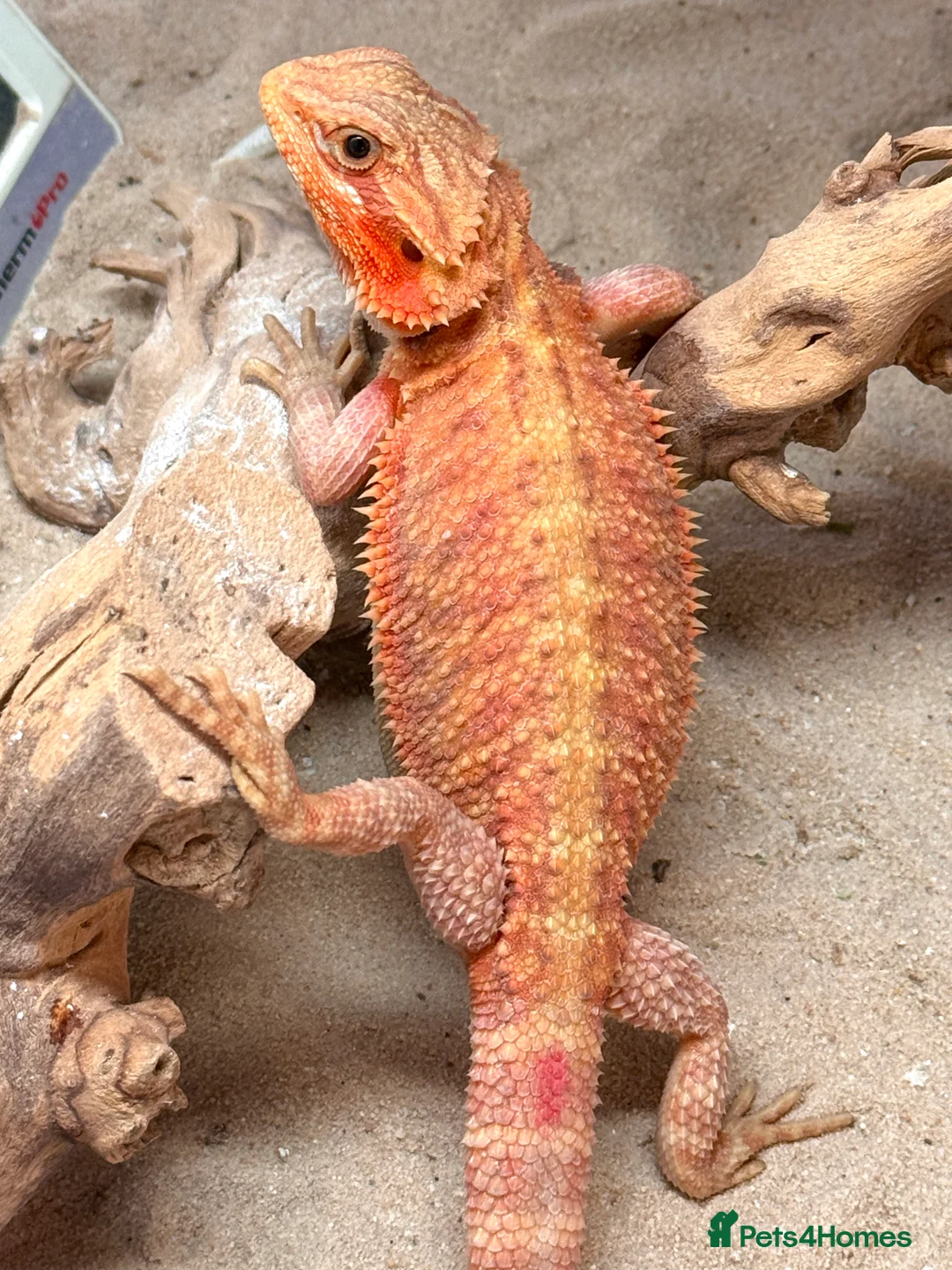 Bearded Dragon reptiles for sale: High Citrus, Tiger , Hypo, GS, Dunner, Trans  - Advert 6