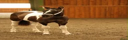 Paint horses for sale: American paint x Gelding - Advert 2
