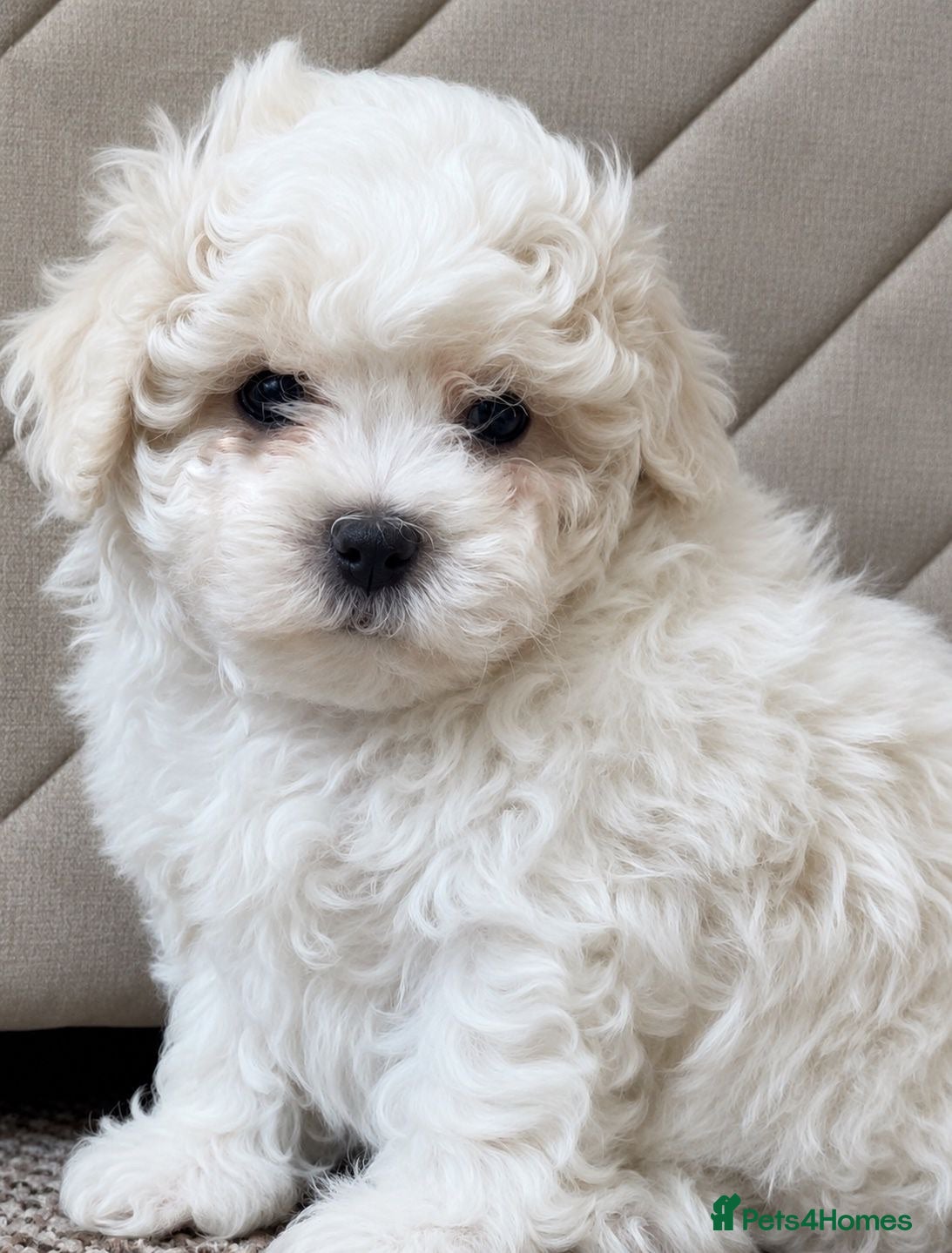 Maltese dogs Maltese puppies  - Advert 18