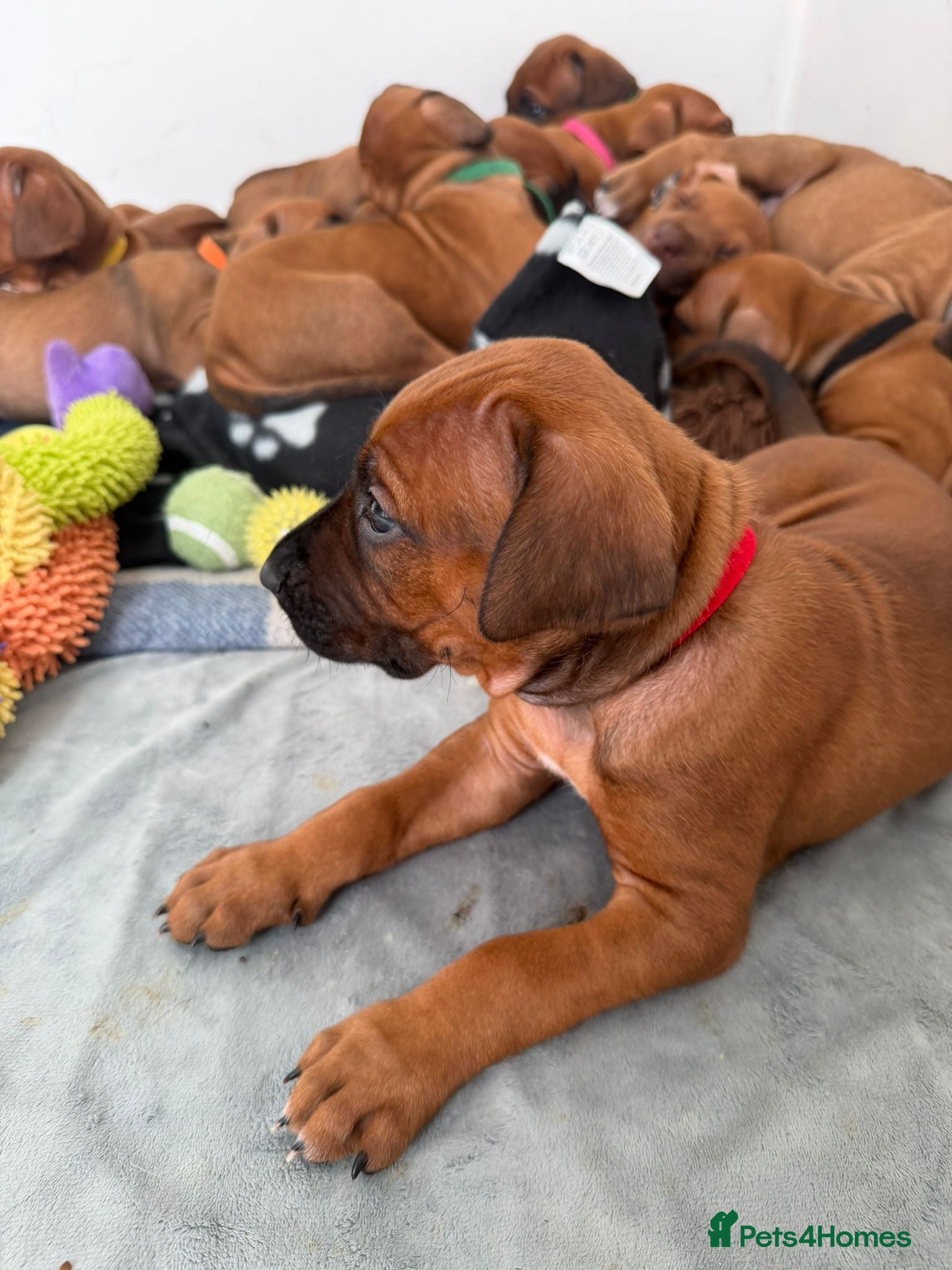 Rhodesian Ridgeback dogs for sale: Stunning KC Registered Rhodesian Ridgeback Puppies - Advert 14