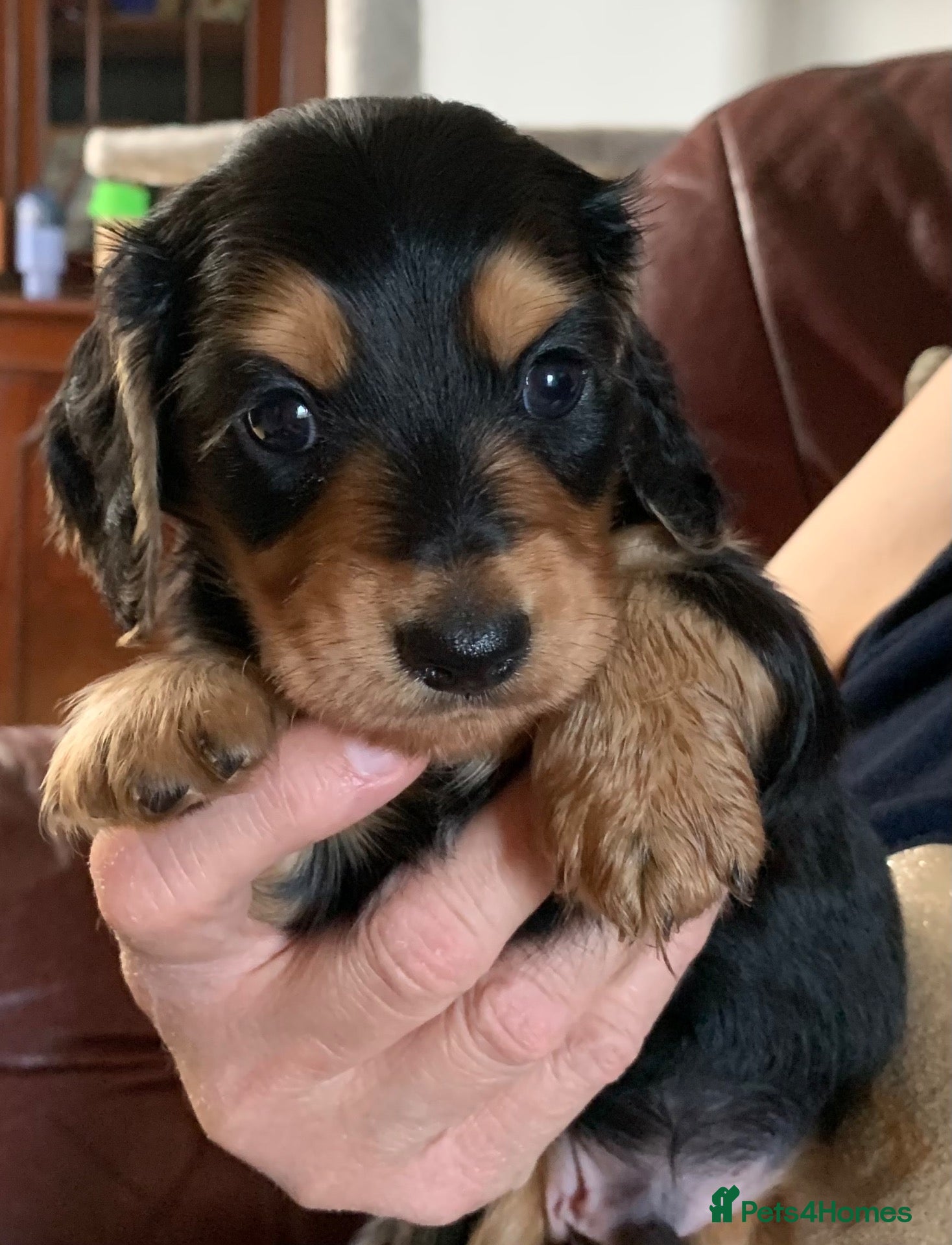 Dachshund dogs KC reg long hair dachshunds  - Advert 19