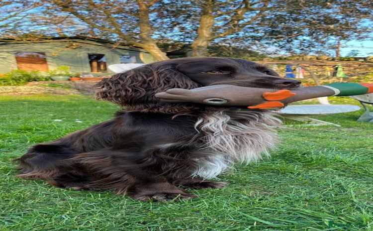 Cocker Spaniel dogs - Advert 1