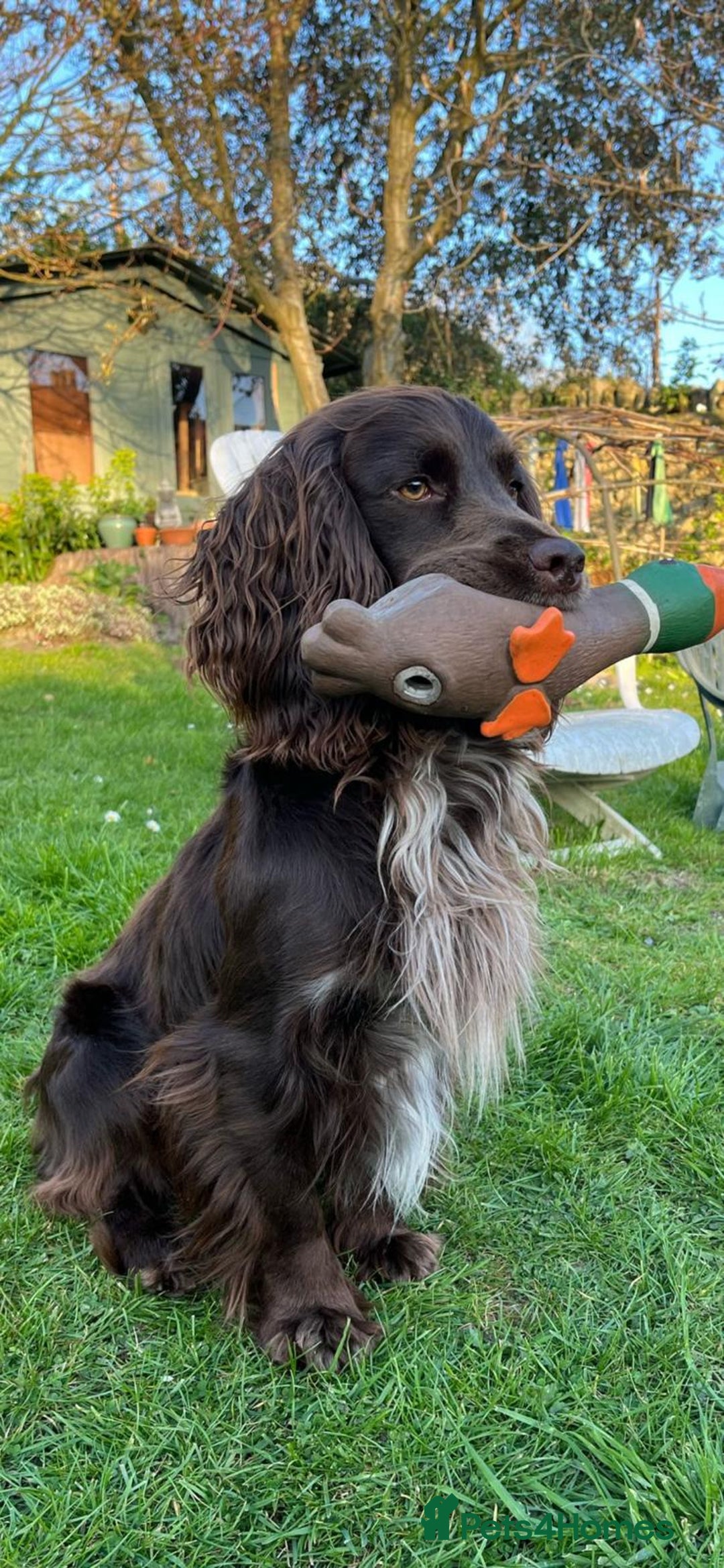 Cocker Spaniel dogs for stud: Working Cocker Spaniel for Stud - Image 1