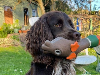 Cocker Spaniel dogs - Advert 11