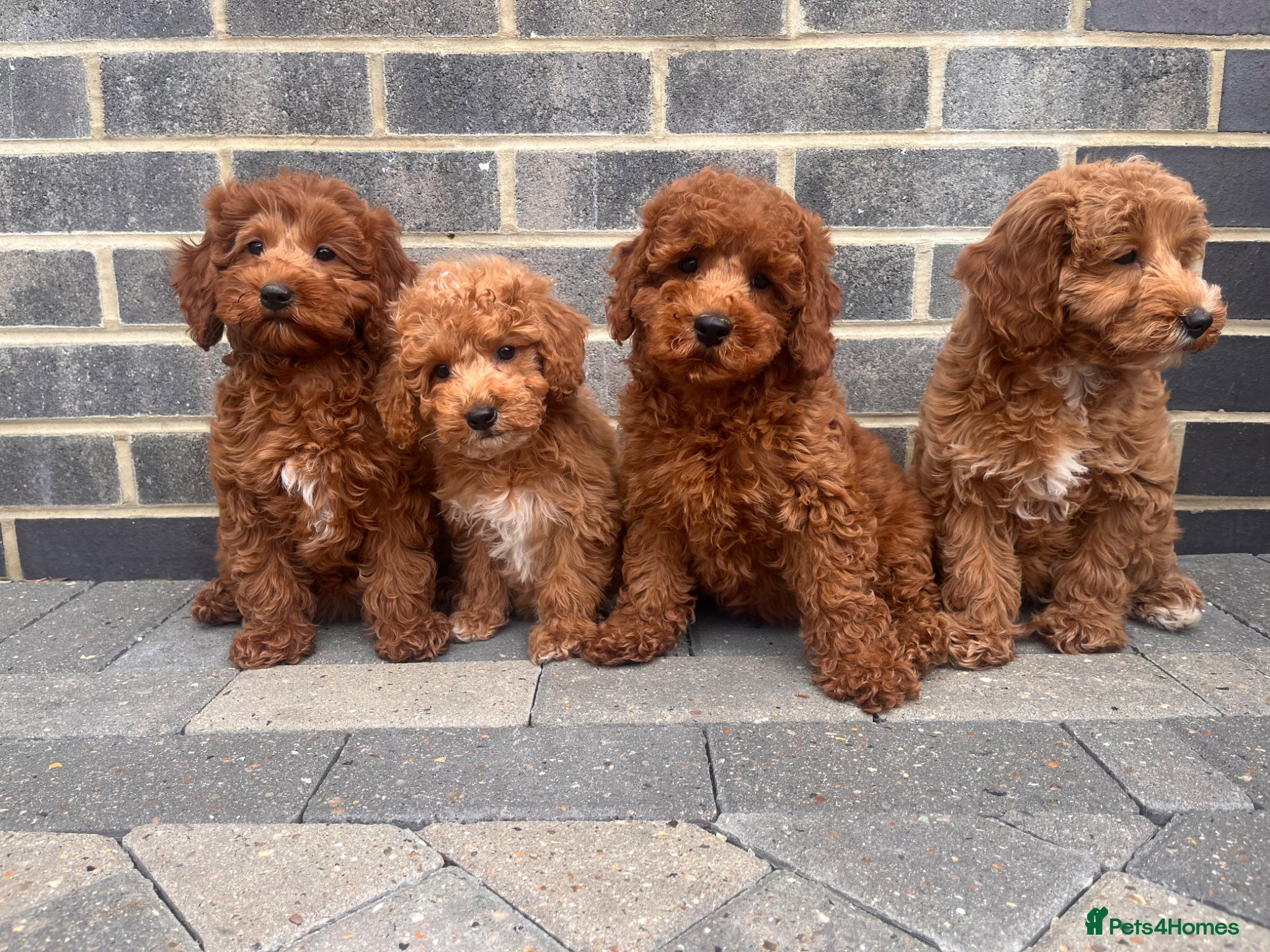 Cockapoo dogs GORGEOUS RED COCKAPOO PUPPYS 2GIRL 2BOYS READY NOW - Advert 1