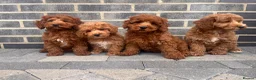 Cockapoo dogs for sale: GORGEOUS RED COCKAPOO PUPPYS 2GIRL 2BOYS READY NOW - Advert 3