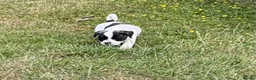 Mixed Breed dogs for sale: Male Pugland Puppy looking for 5* Hone - Advert 3