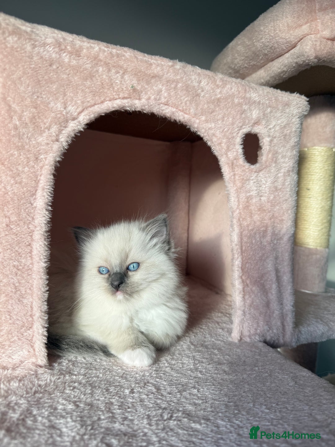 Ragdoll cats for sale: Purebred Ragdolls – Ready to Reserve Now 🍼 - Advert 21