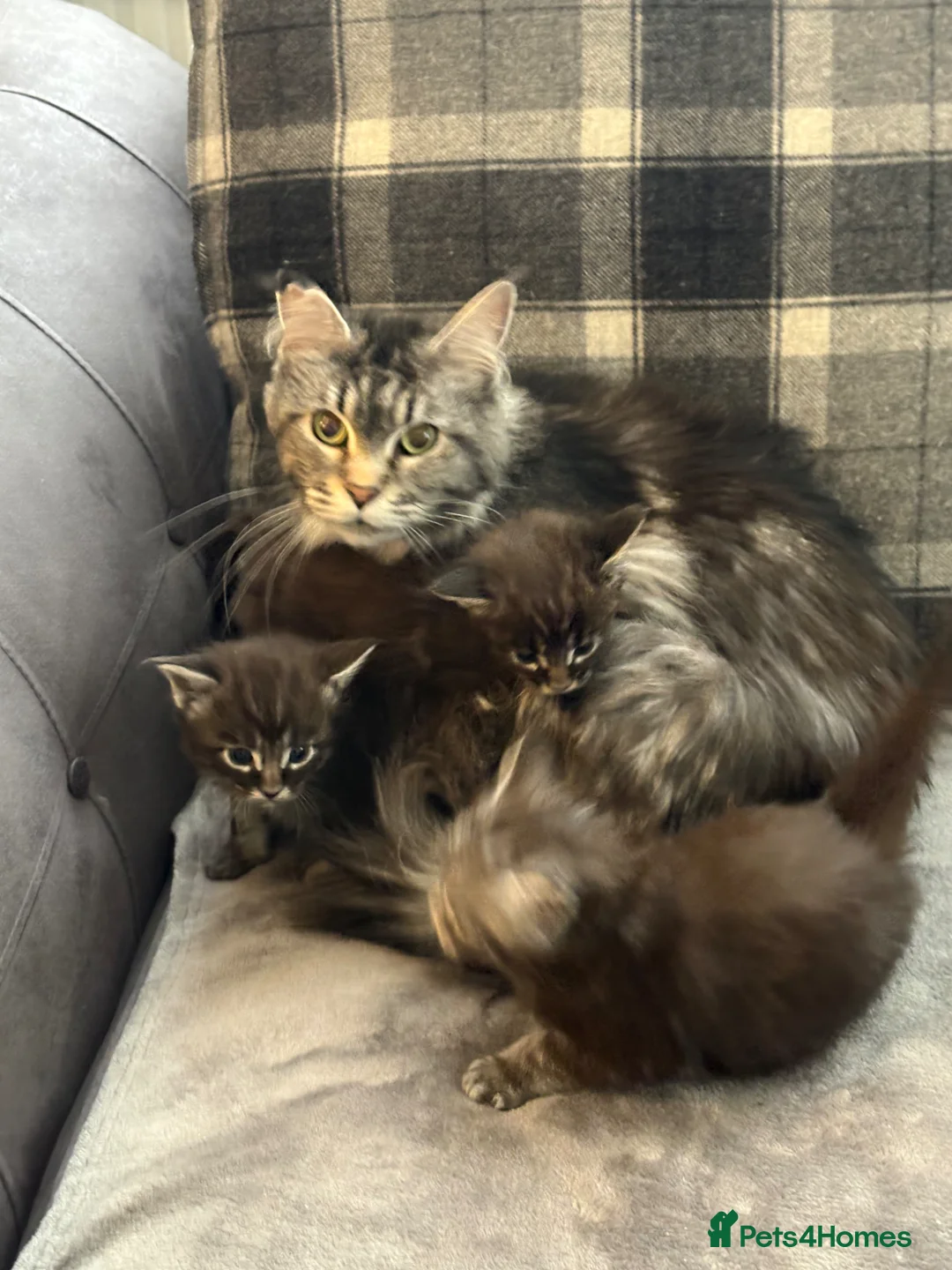 Maine Coon cats for sale: Gorgeous kittens  - Advert 2