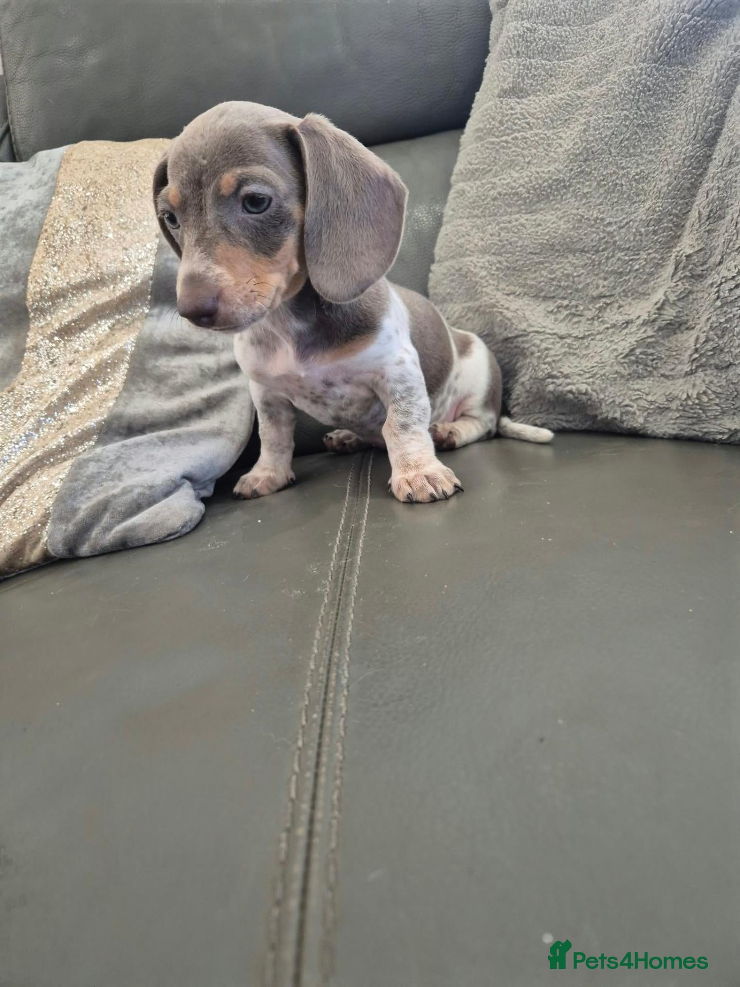 Miniature Dachshund dogs for sale: LAST GIRL Dachshunds - READY NOW - Advert 20