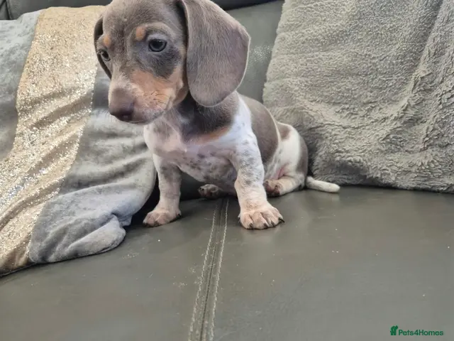 Miniature Dachshund dogs for sale: LAST GIRL Dachshunds - READY NOW - Advert 20