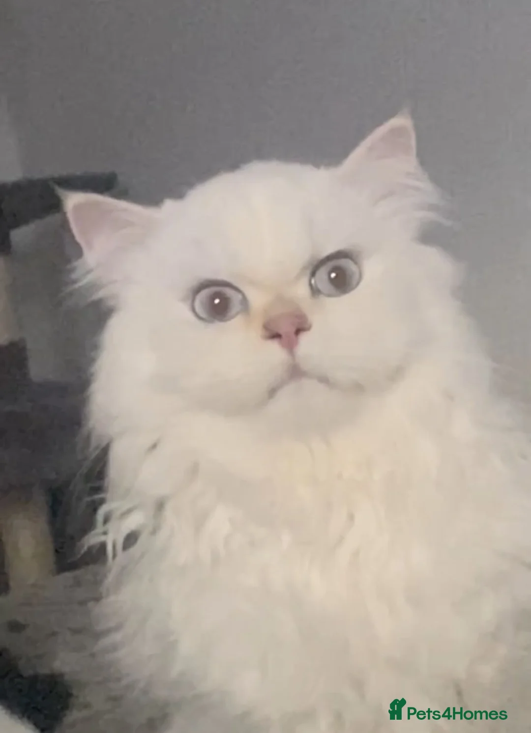 British Longhair cats for stud: Stunning male with blue eyes  - Advert 2