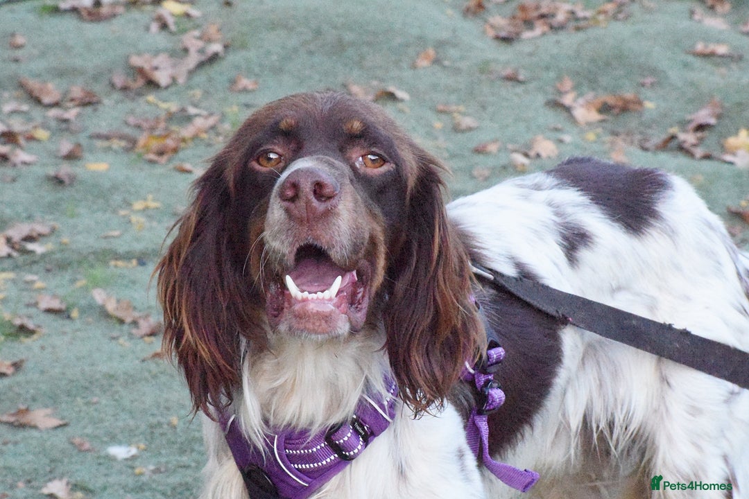 English Setter dogs for adoption: Vito  - Image 11