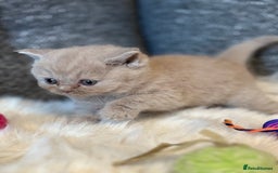 British Shorthair cats for sale: British Shorthair Kittens - Image 29