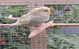 Budgerigars birds for sale: Young budgies, easily tamed - Image 4