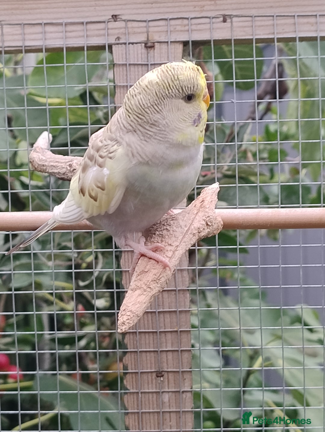 Budgerigars birds for sale: Young budgies, easily tamed - Image 4