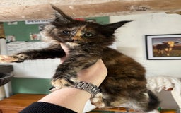 Maine Coon cats for sale: TICA registered, pedigree maine coon kittens  - Image 11