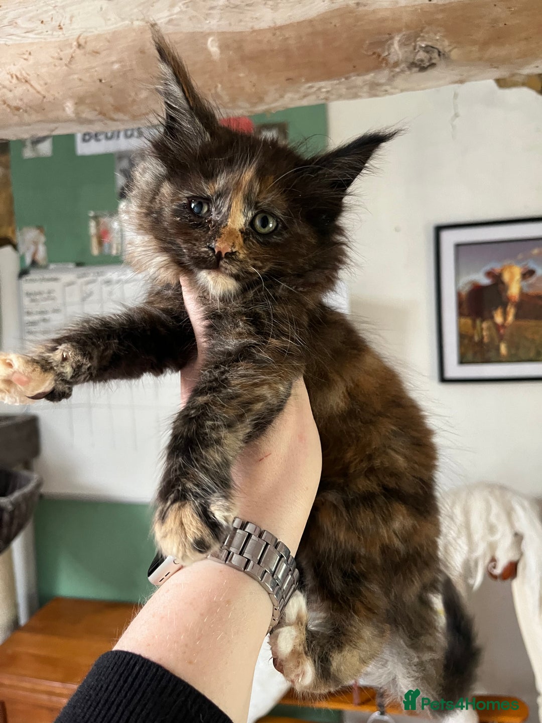 Maine Coon cats for sale: TICA registered, pedigree maine coon kittens  - Image 11