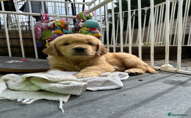 Golden Retriever dogs - Advert 1