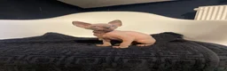 Sphynx cats for sale:     Exceptional TICA Sphynx Kittens  - Advert 6