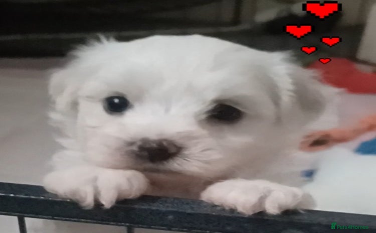 Bichon Frise dogs - Advert 1
