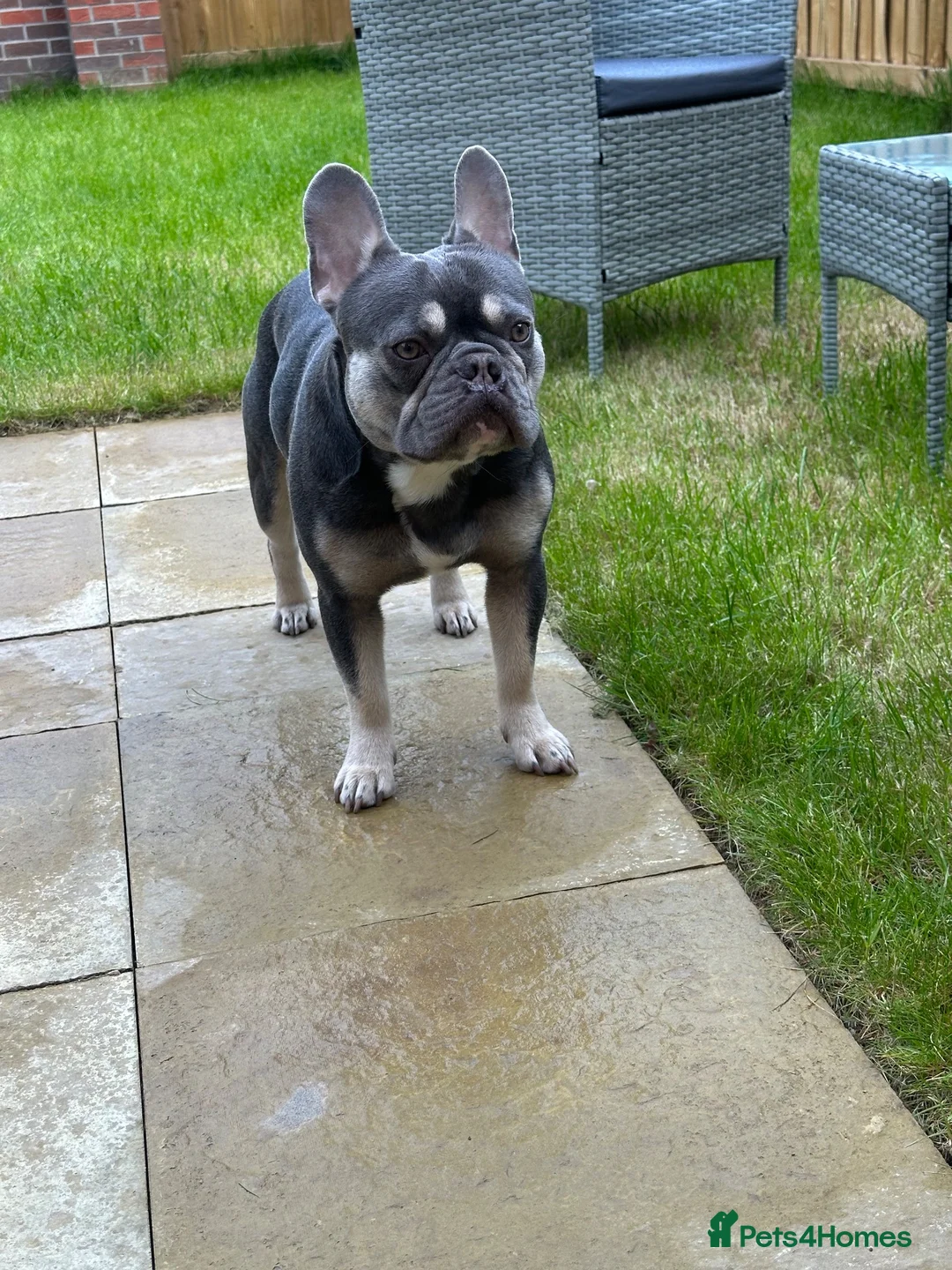 French Bulldog dogs for sale: Male French bulldog in Doncaster - Advert 1