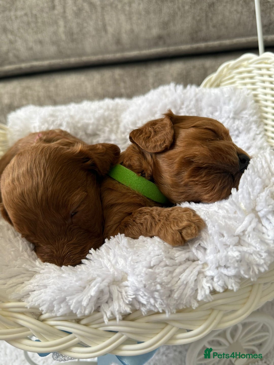 Cockapoo dogs for sale: 🌟 8 beautiful F1 b cockapoo puppies 🌟 - Image 11