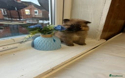 Pomeranian dogs for sale: BEAUTIFUL POMERANIAN GIRL  - Advert 1