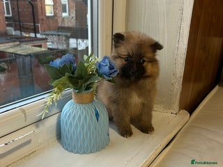 Pomeranian dogs BEAUTIFUL POMERANIAN GIRL - Advert 3