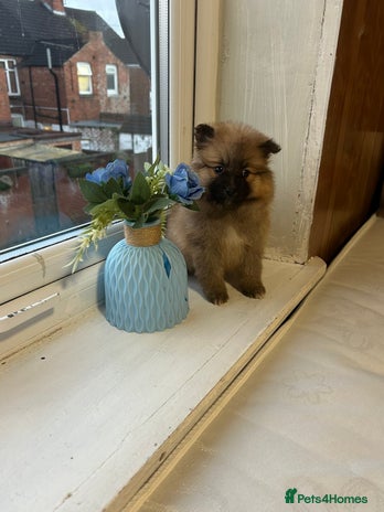 Pomeranian dogs BEAUTIFUL POMERANIAN GIRL - Advert 2