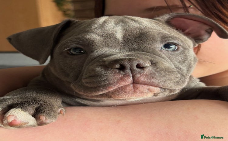 American Bully dogs - Advert 1