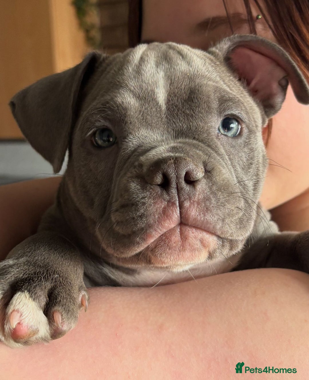 American Bully dogs for sale: American Micro Bully. Ready to go.  - Image 1