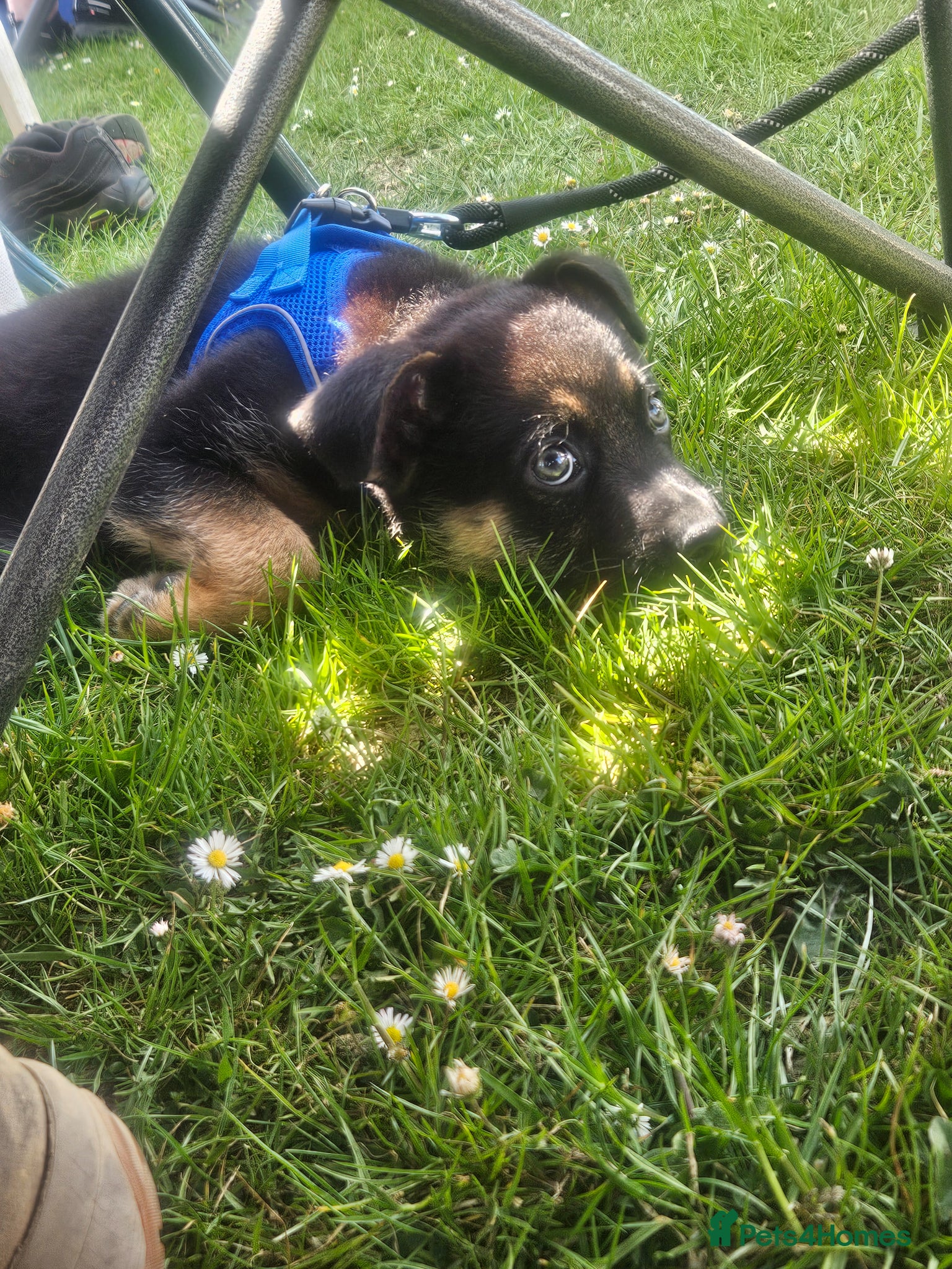 Mixed Breed dogs for sale: "Shug"  puppies last one 😍  - Advert 2