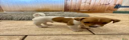 Jack Russell dogs for sale: Male Jack Russell Puppies – Ready 15th October in Caerphilly - Advert 12